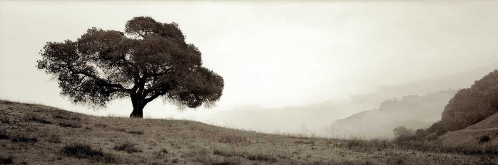 Black Oak - 1 art print by Alan Blaustein for $57.95 CAD