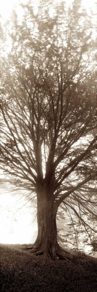 Hampton Gates Tree No.1 art print by Alan Blaustein for $57.95 CAD