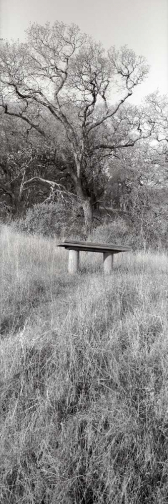 Novato Oak art print by Alan Blaustein for $57.95 CAD