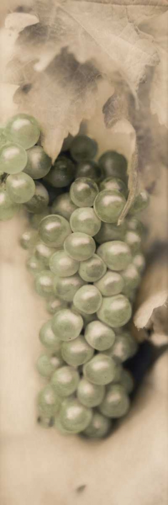 Pinot Blanc art print by Alan Blaustein for $57.95 CAD