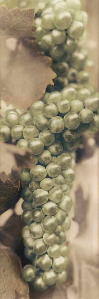 Chardonnay art print by Alan Blaustein for $57.95 CAD