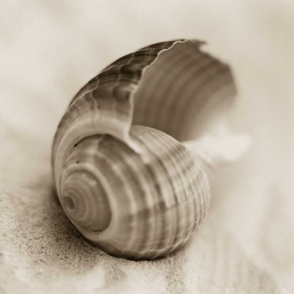 La Playa No3 art print by Alan Blaustein for $57.95 CAD