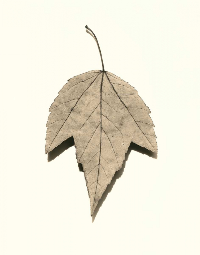 Red Maple art print by Alan Blaustein for $57.95 CAD