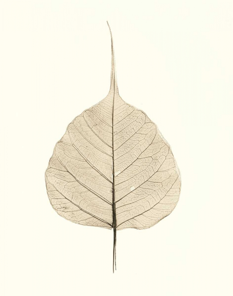 India Ficus art print by Alan Blaustein for $57.95 CAD