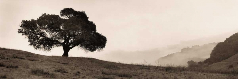 Black Oak Tree art print by Alan Blaustein for $57.95 CAD