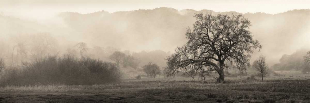 Meadow Oak Tree art print by Alan Blaustein for $57.95 CAD