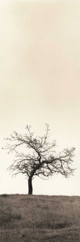 Cherry Blossom Tree art print by Alan Blaustein for $57.95 CAD