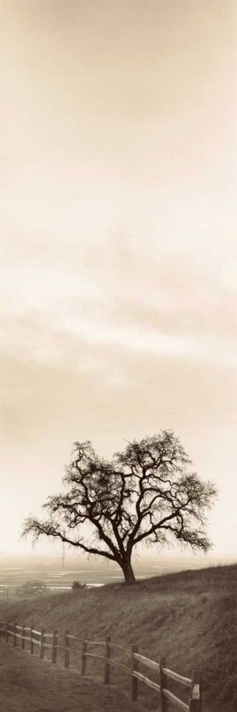 Sentinel Oak Tree art print by Alan Blaustein for $57.95 CAD