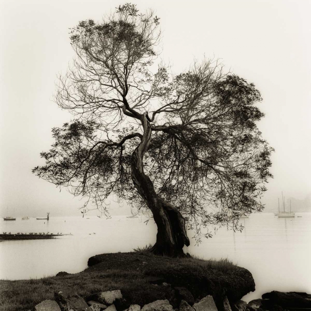 Coast Oak Tree art print by Alan Blaustein for $57.95 CAD