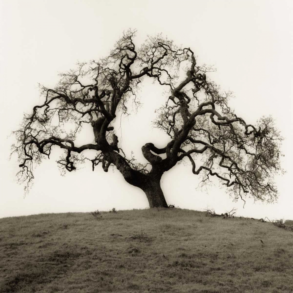 Hillside Oak Tree art print by Alan Blaustein for $57.95 CAD