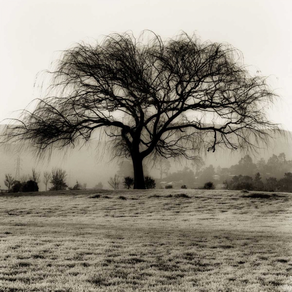 Willow Tree art print by Alan Blaustein for $57.95 CAD