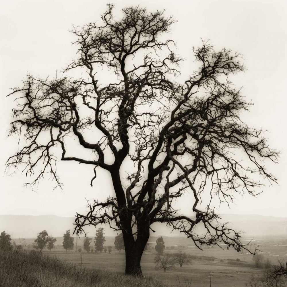 Country Oak Tree art print by Alan Blaustein for $57.95 CAD