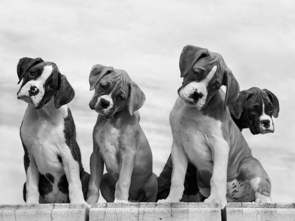 Wonder art print by Sharon Beals for $57.95 CAD