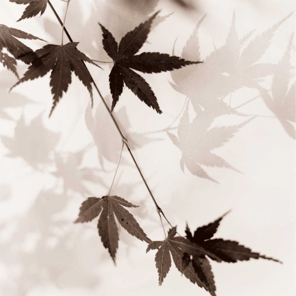 Japanese Maple Leaves No. 1 art print by Alan Blaustein for $57.95 CAD