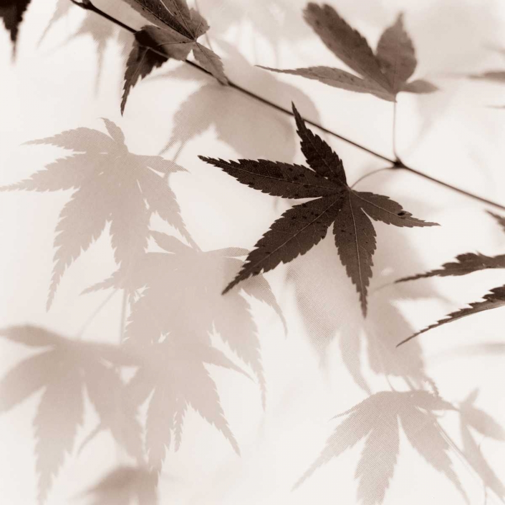 Japanese Maple Leaves No. 2 art print by Alan Blaustein for $57.95 CAD