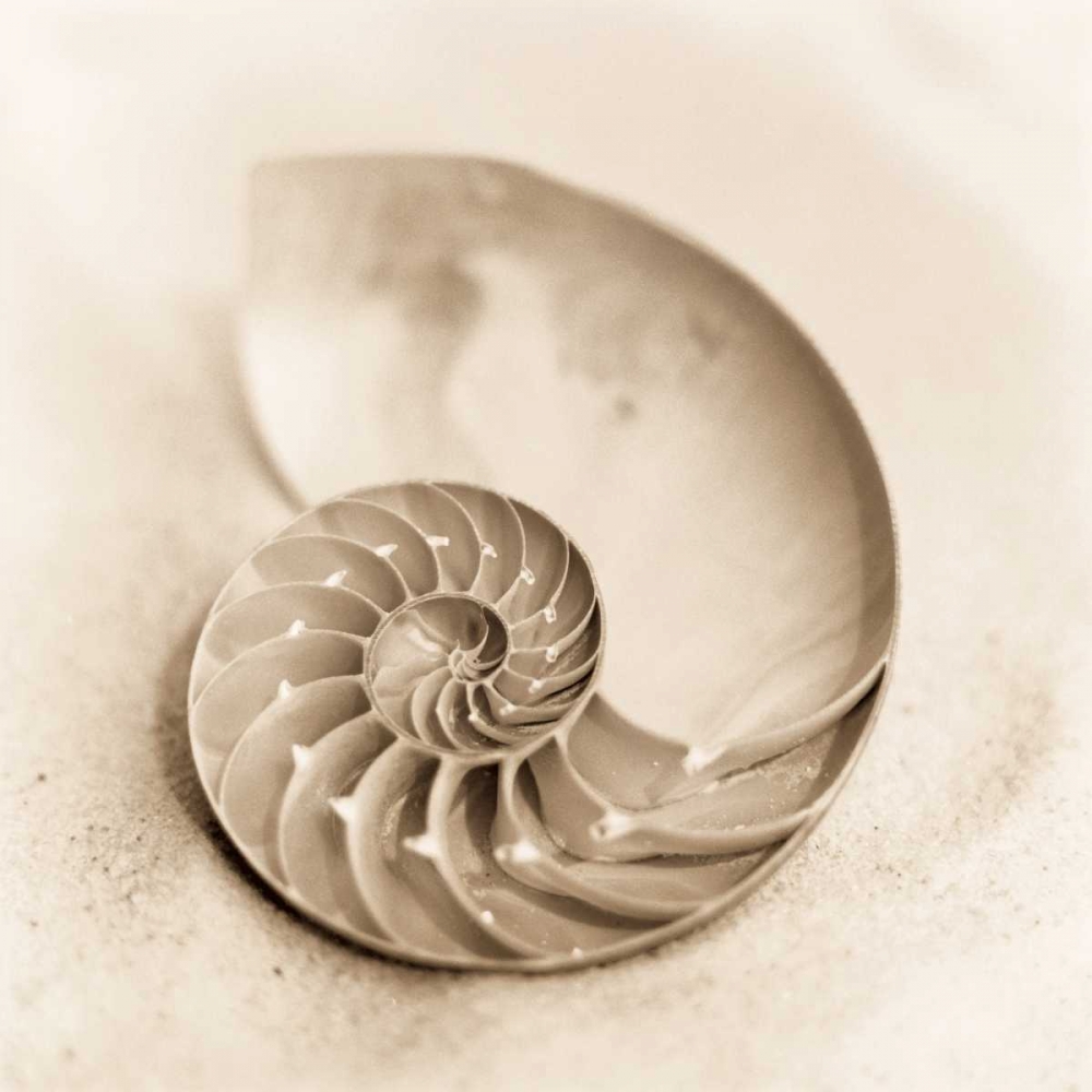 Il Oceano No. 4 art print by Alan Blaustein for $57.95 CAD