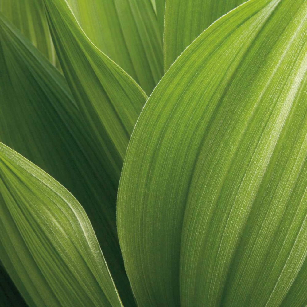 Corn Lily art print by Jan Bell for $57.95 CAD