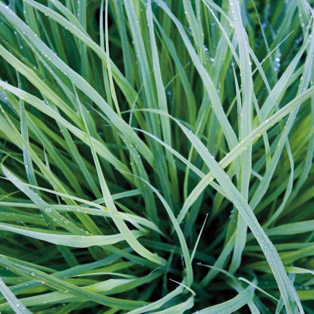 Grass with Morning Dew art print by Jan Bell for $57.95 CAD