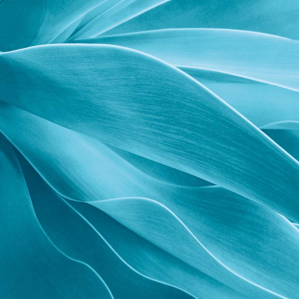 Succulent art print by Jan Bell for $57.95 CAD