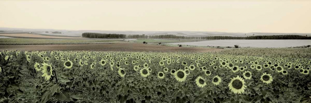 Andalusian Sun Flowers art print by Alan Blaustein for $57.95 CAD