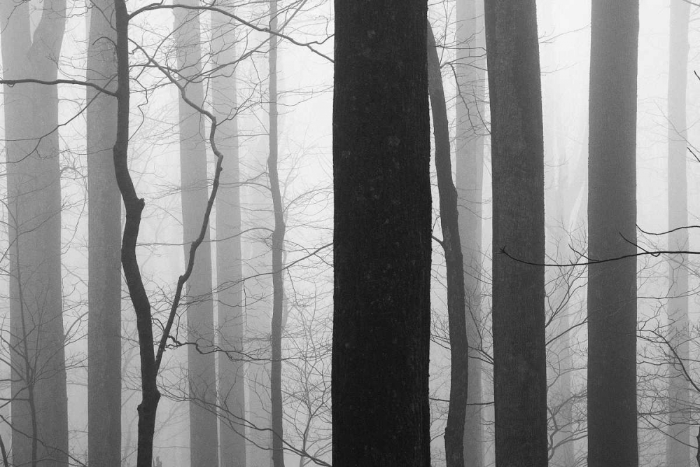 Forest Code art print by Nicholas Bell for $57.95 CAD