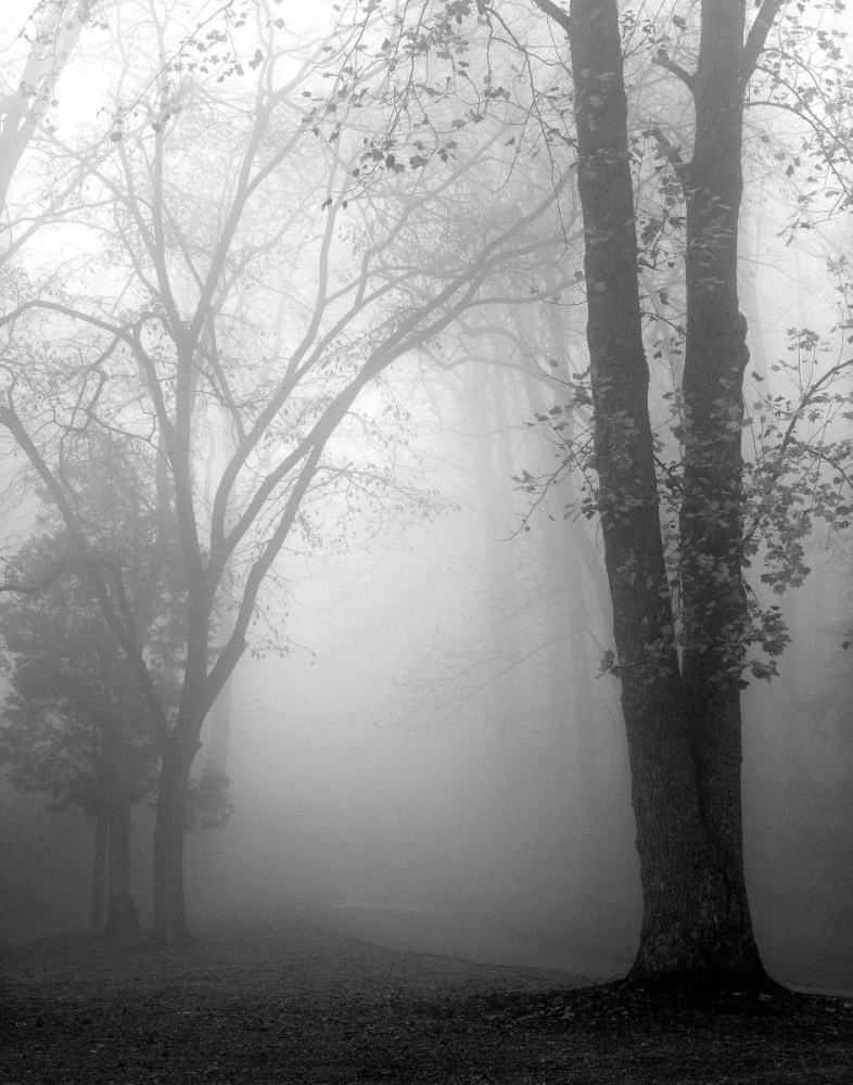 November Fog art print by Nicholas Bell for $57.95 CAD