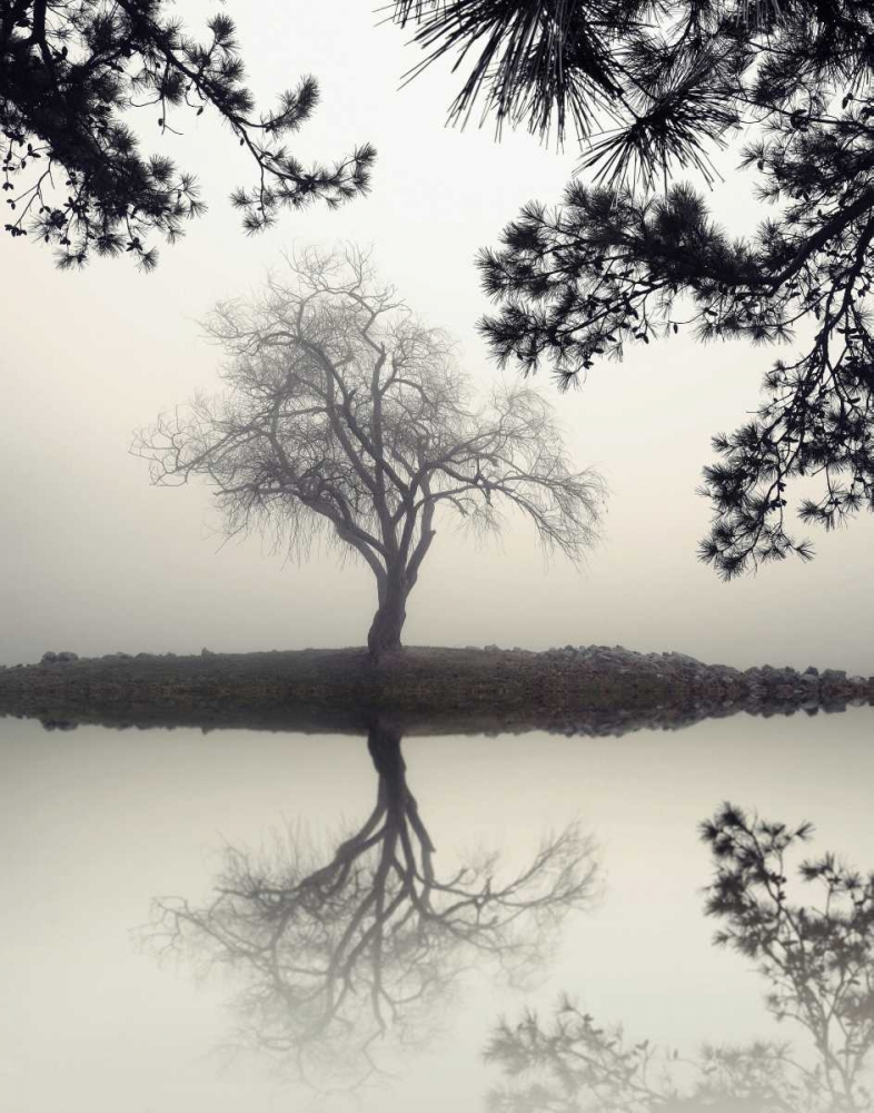 Winter Willow art print by Nicholas Bell for $57.95 CAD