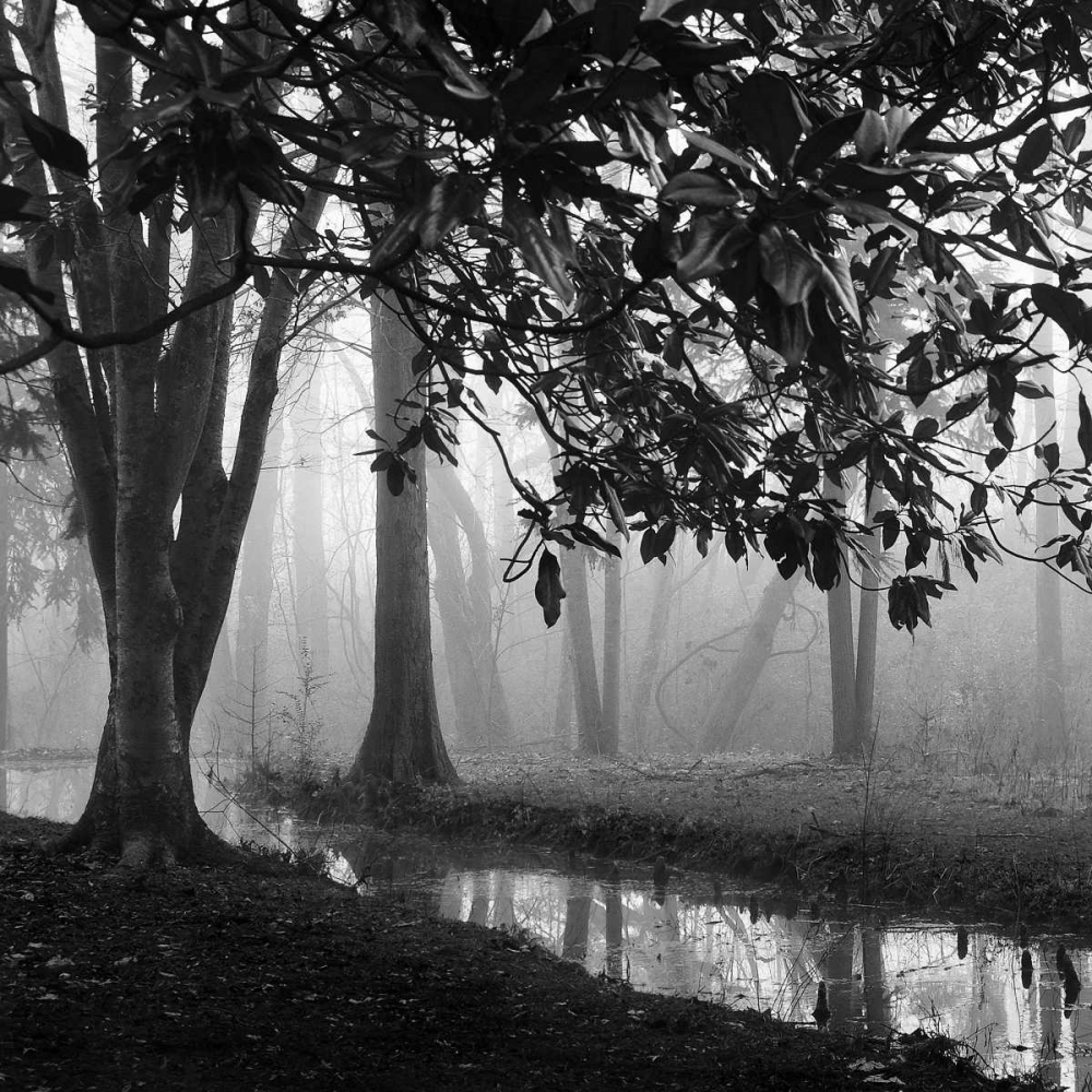 Woodland No. 1 art print by Nicholas Bell for $57.95 CAD
