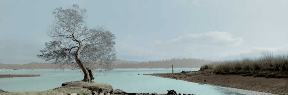 Lagoon Oak Tree art print by Alan Blaustein for $57.95 CAD