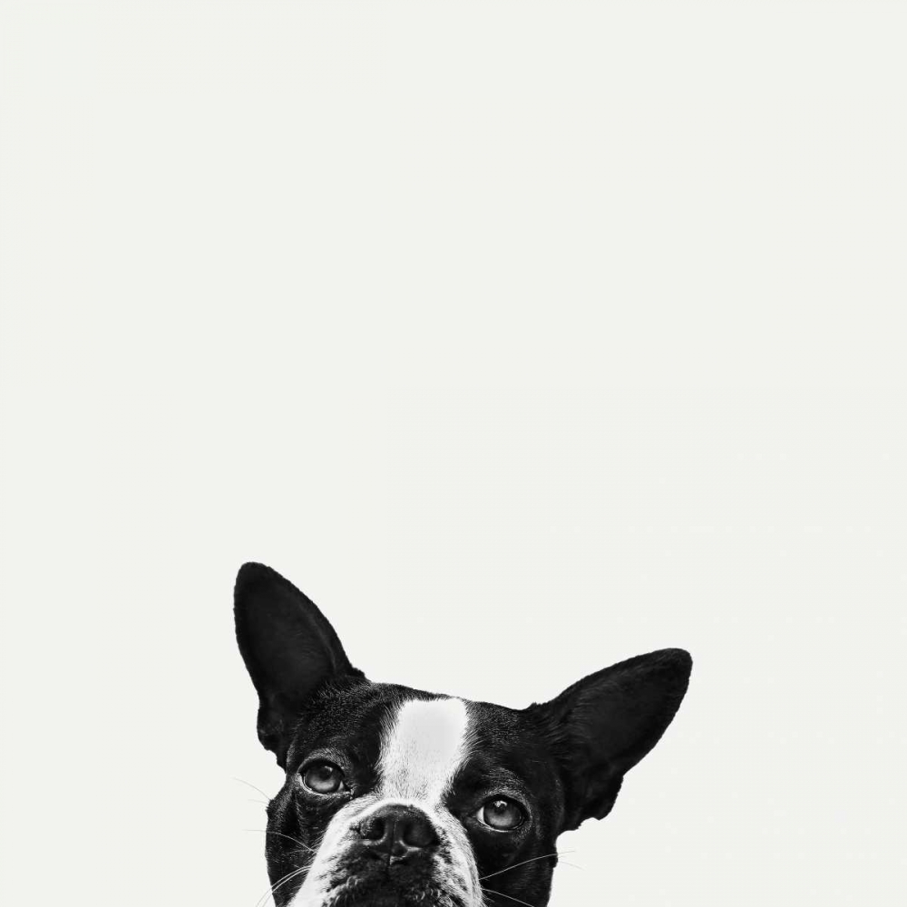 Loyalty art print by Jon Bertelli for $57.95 CAD