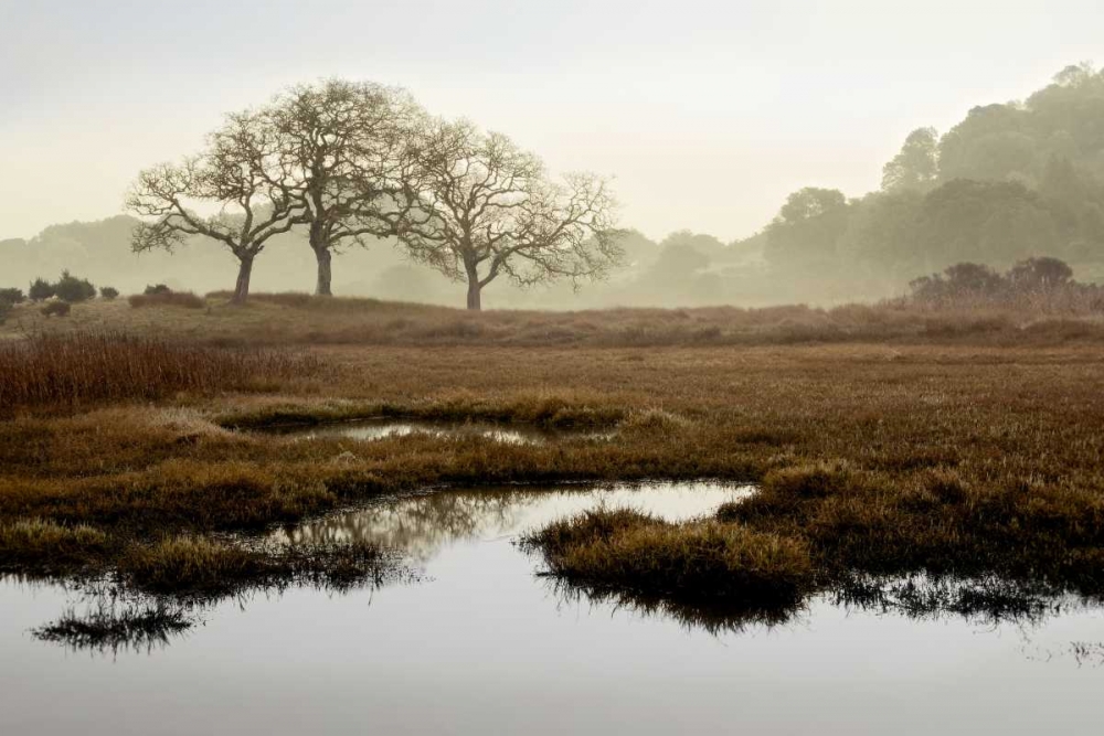Island Oak Trees art print by Alan Blaustein for $57.95 CAD
