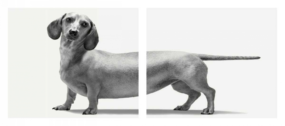 Heads and Tails art print by Jon Bertelli for $57.95 CAD