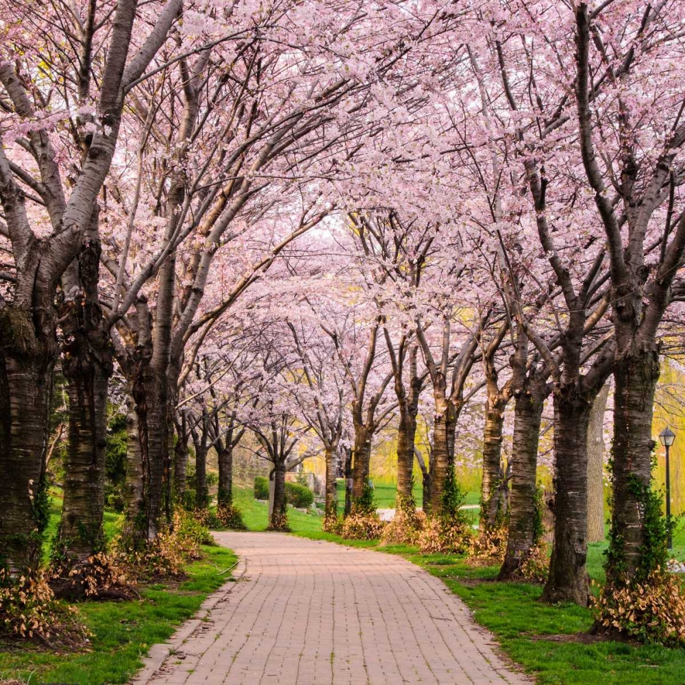 Cherry Blossom Trail art print by Chuck Burdick for $57.95 CAD