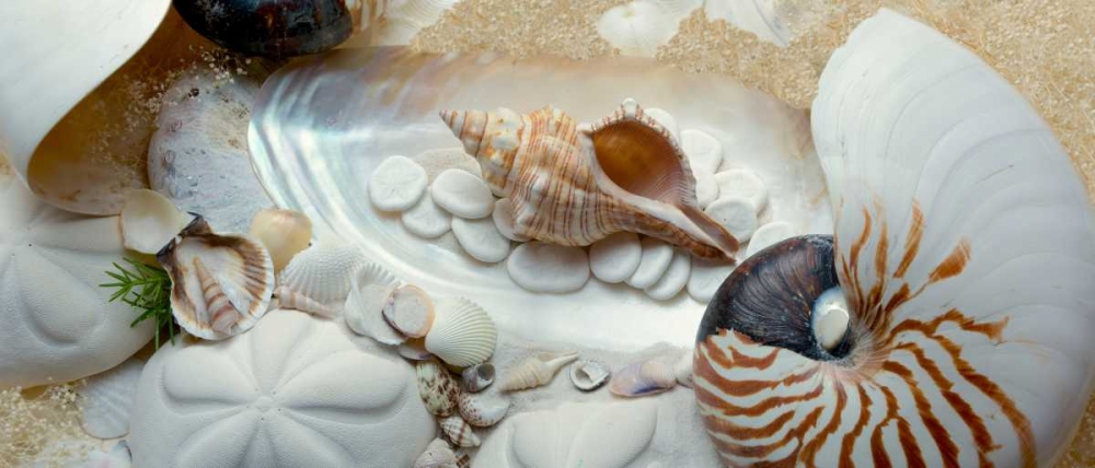 Island Tide Pool No. 1 art print by Alan Blaustein for $57.95 CAD