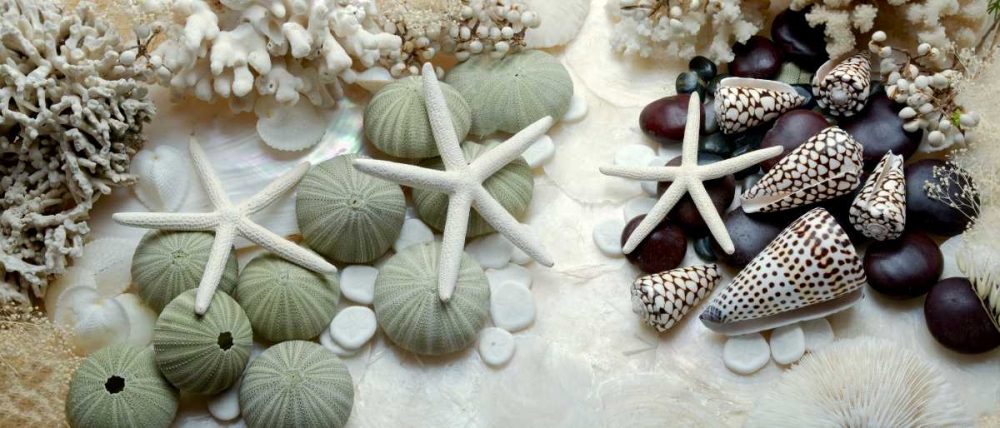 Island Tide Pool No. 2 art print by Alan Blaustein for $57.95 CAD