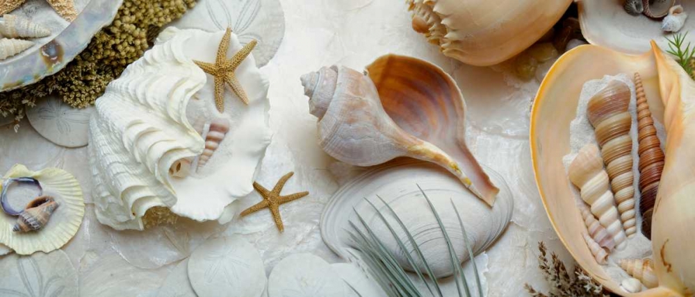 Island Tide Pool No. 3 art print by Alan Blaustein for $57.95 CAD