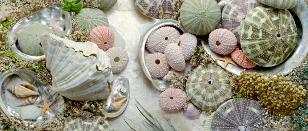 Island Tide Pool No. 7 art print by Alan Blaustein for $57.95 CAD