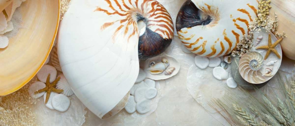 Island Tide Pool No. 8 art print by Alan Blaustein for $57.95 CAD