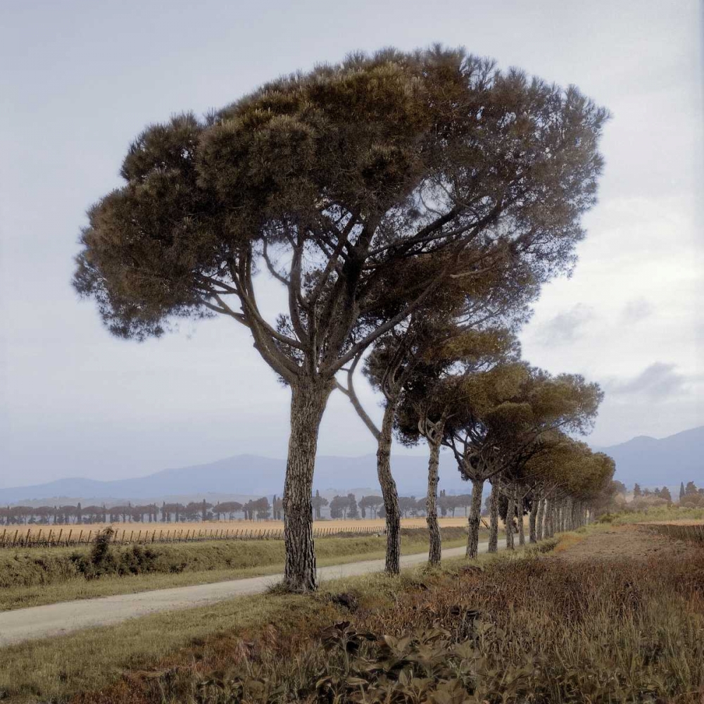 Tuscan Fatorria Strada No. 1 art print by Alan Blaustein for $57.95 CAD
