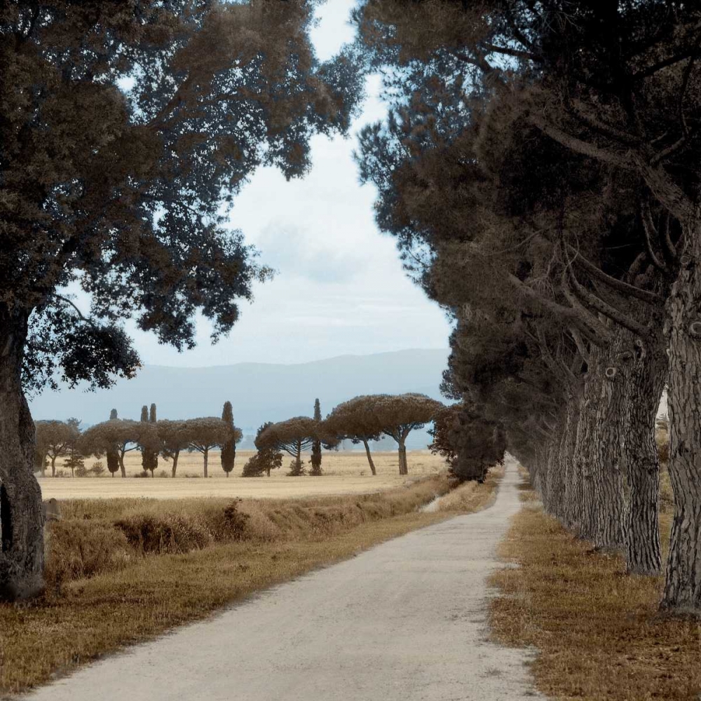 Tuscan Fatorria Strada No. 2 art print by Alan Blaustein for $57.95 CAD