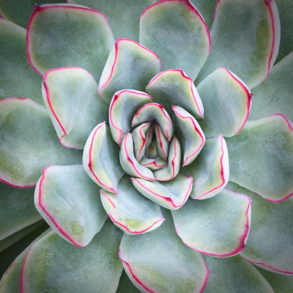 Edged in Red art print by Jan Bell for $57.95 CAD