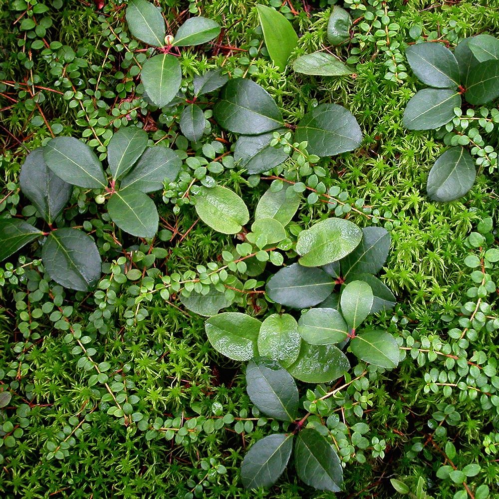 Forest Floor Detail art print by Jan Bell for $57.95 CAD