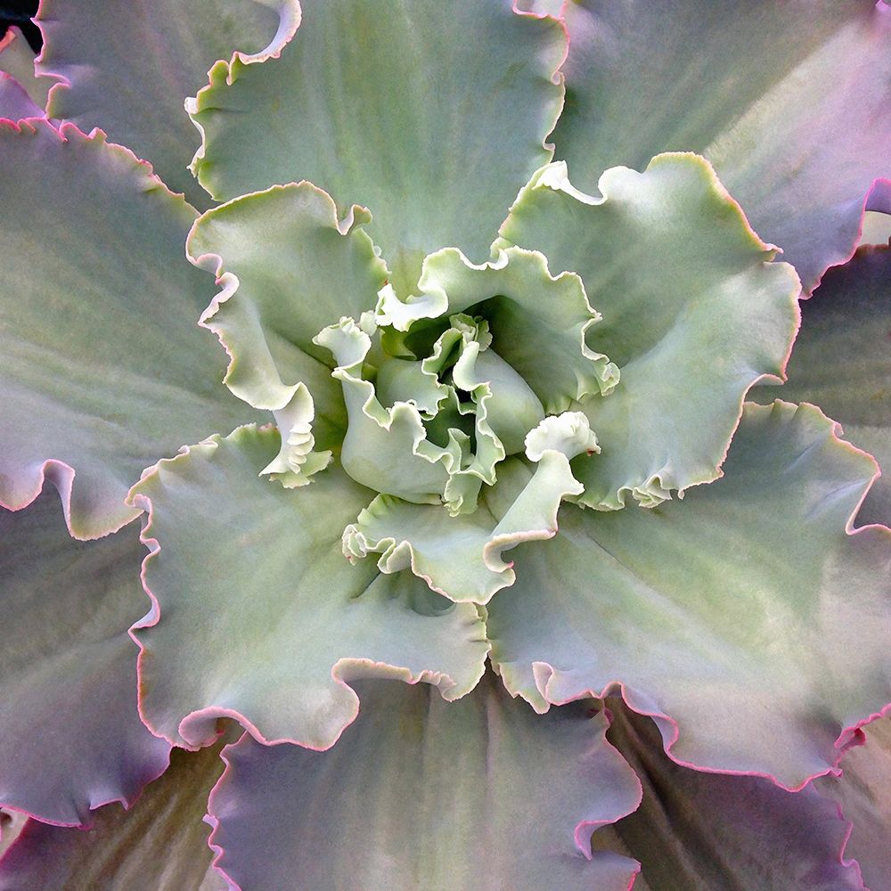 Soft Petals art print by Jan Bell for $57.95 CAD