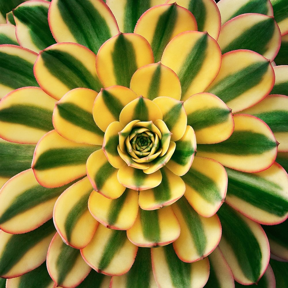 Striped Succulent art print by Jan Bell for $57.95 CAD