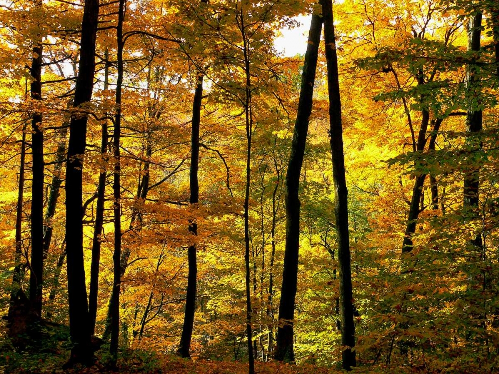 Fall Colors art print by Chuck Burdick for $57.95 CAD