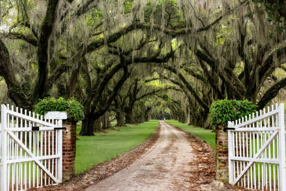 Plantation Road art print by Daniel Burt for $57.95 CAD