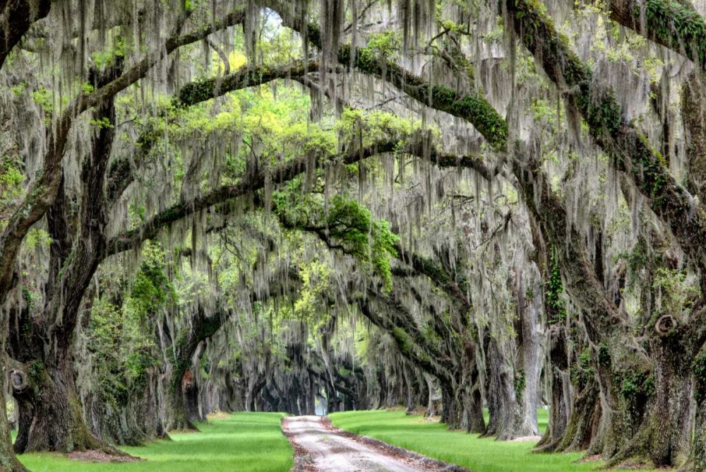 The Old South art print by Daniel Burt for $57.95 CAD