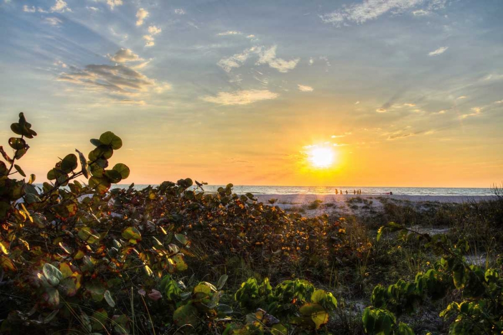 Sea Grapes at Sunset art print by Chuck Burdick for $57.95 CAD