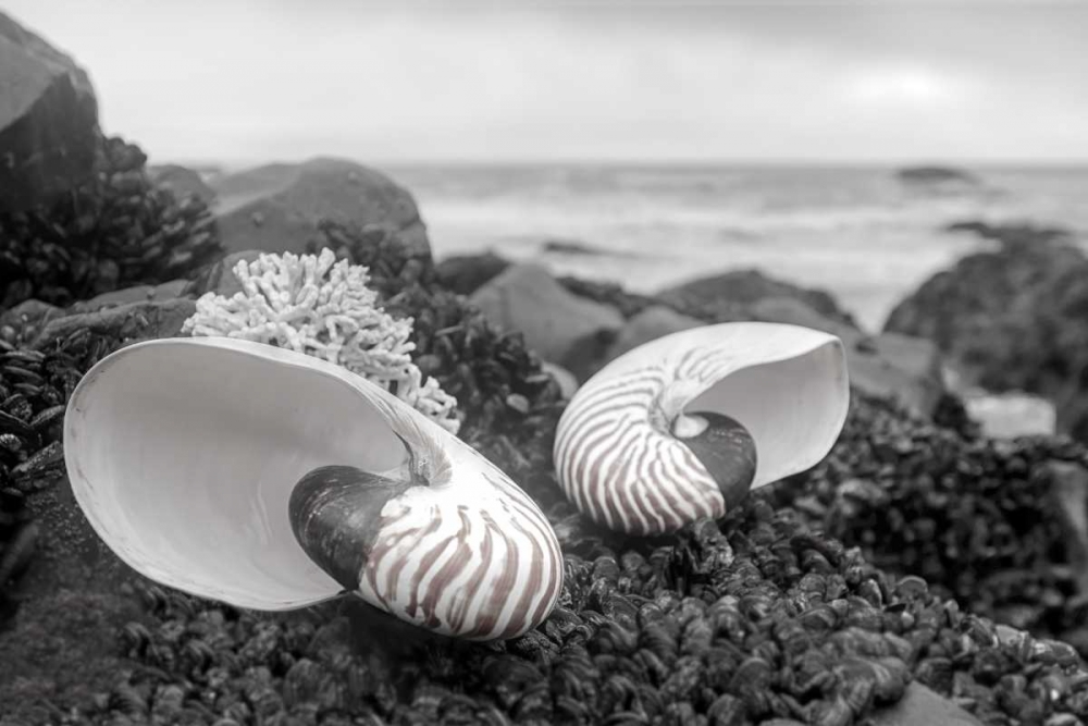 Crescent Beach Shells 2 art print by Alan Blaustein for $57.95 CAD