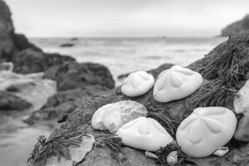 Crescent Beach Shells 4 art print by Alan Blaustein for $57.95 CAD